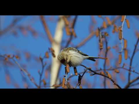 Hoary Redpoll , Arctic Redpoll