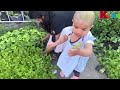 Harvesting Sowing Methi Fenugreek Kitchen Gardening Ireland Littlekuku