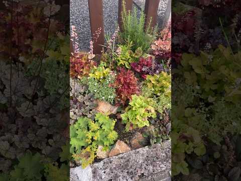 冬の庭を強化する10本の常緑低木!  庭園