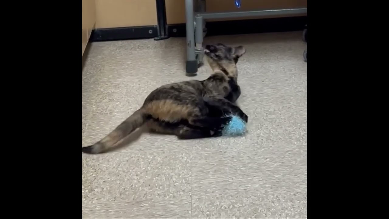 Heart (bonded with Hunter), a ADOPTABLE mixed breed in Brampton, ON video 6/6