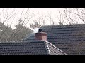 Meilandjes begonnen met verhuizing naar Achterhoek