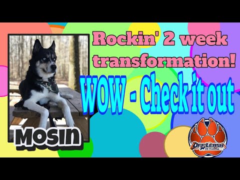 1 5yr Siberian Husky (Mosin) | Graduation Video | Best Dog Training in Dover Delaware!!