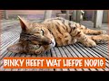Dit vind jouw kat ook heel leuk! | DierenpraatTV