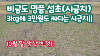 우리 나라 최고의 명품 시금치!! 신안 비금도 섬초!! 맛을 보면 3kg에 3만원도 싸다는 그 명품 시금치!…