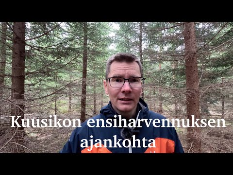 Kuusikon ensiharvennuksen ajankohta