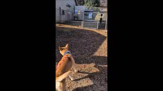 Video preview image #1 Mutt Puppy For Sale in Shelburne, VT, USA