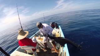 preview picture of video 'Torneo Internacional de pez vela Zihuatanejo 2014'