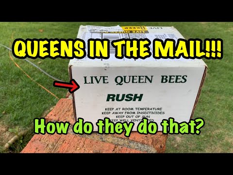 , title : 'Honey Bee QUEENS in the MAIL!!! HOW do they DO that?'
