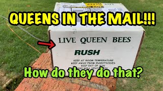 Honey Bee QUEENS in the MAIL!!! HOW do they DO that?