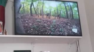 Mountain Monsters Secrets of the Dark Forest