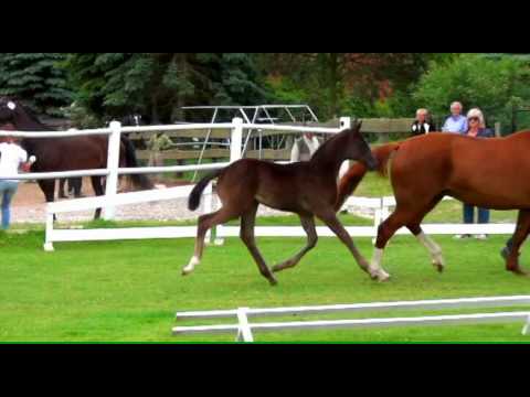 Fürstin Lieselo v. Fürst Romancier