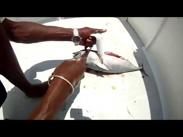 Montage ventre de bonite pour la traîne - avec Tropical Fishing (Madagascar)