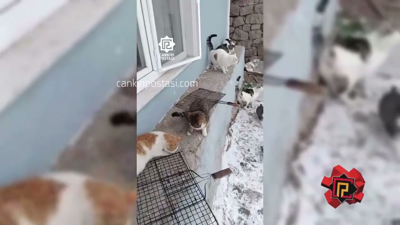 Çankırı’da Kedilere Umut Olan Muhtara Mama Desteği