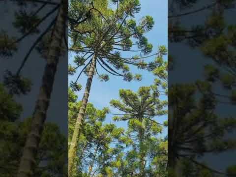 Domínio das Araucárias #geography