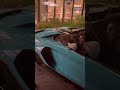 Lamborghini Accident: Two Lamborghini cars collided, both cars belonged to Australia