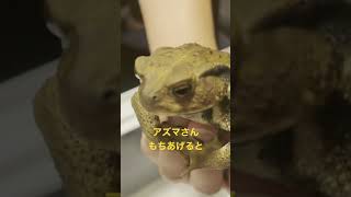 かわいい声のカエル