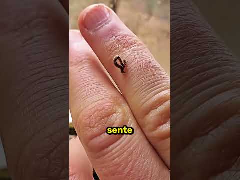 Nunca Incomode Essa Lagarta! 😱🐛