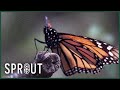 How To Save Monarch Butterflies Simple Steps For Your Garden