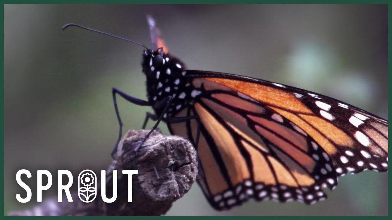 How to Save Monarch Butterflies - Simple Steps for Your Garden