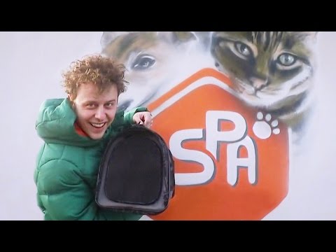 download lagu mp3 mp4 Adoption Chat, download lagu Adoption Chat gratis, unduh video klip Adoption Chat