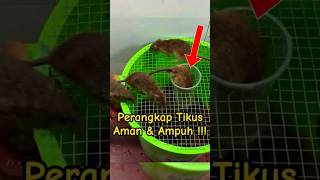 Download lagu Hasil Luar Biasa: Perangkap Tikus Dari Ember Bekas yang Murah! #Shorts #Viral #Trending mp3 Download lagu Hasil Luar Biasa: Perangkap Tikus Dari Ember Bekas yang Murah! #Shorts #Viral #Trending mp3