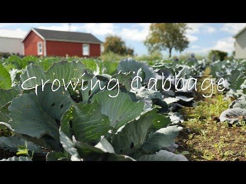 , title : 'Growing Cabbage'