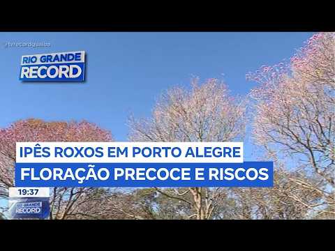 Alerta: Ipês roxos florescem antes da hora e preocupam especialistas