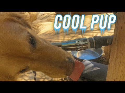 Wir haben den Napf unseres Hundes durch die Cool Pup Nozzle ersetzt – Folgendes ist passiert (#433)