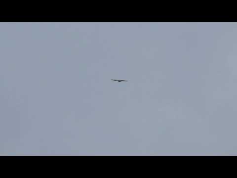 MVI 0924 Honey Buzzard