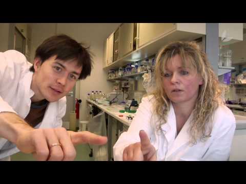 Die Zellwand der Pflanzen