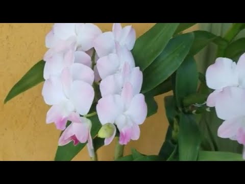 , title : 'Care Tips for Dendrobium Phalaenopsis Orchids'