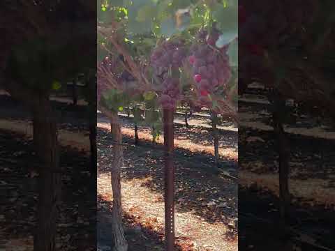 Opti-Panel vs Control (Rot Prevention after Wet Conditions)