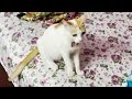 CAT CATCH A BAT