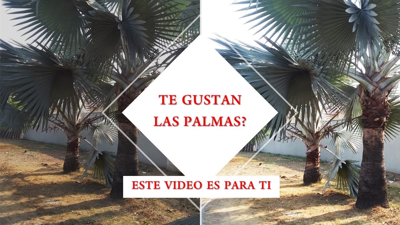 Watch Variedades de Palmeras/Palmas. Tipos de Palmeras. Clases de Palmeras SEGUNDA PARTE Now Variedades de Palmeras/Palmas. Tipos de Palmeras. Clases de Palmeras SEGUNDA PARTE