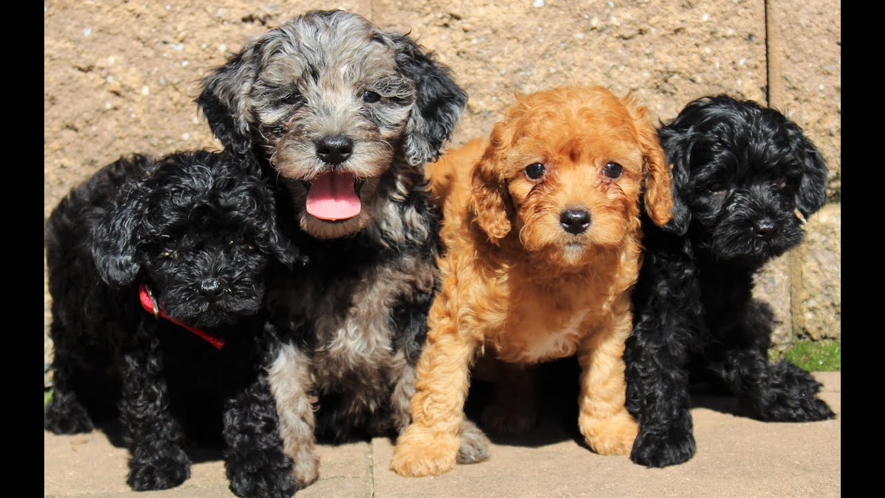 Toy Cockapoo Puppies for Sale