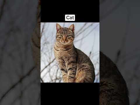 How Animals see the world 😯 #shorts