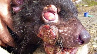 DEVIL FACIAL TUMOR DISEASE - Smarter Every Day 140