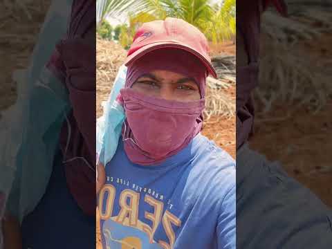 നനക്കാനുള്ള ശ്രമങ്ങൾ....#shorts #farming #vegetables #ginger #malayalam