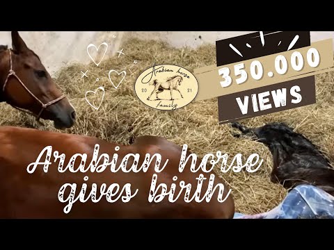 Horse giving birth | The whole process | From Labor until the Foal is standing up