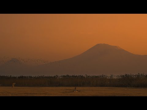 Socko, The Illustrated Man-Petrified (Live at Ararat Valley)
