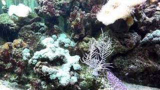 Nature's Ocean Premium Aragonite Reactor Media