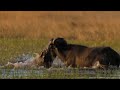 Powerful Crocodile Hunts Buffalo