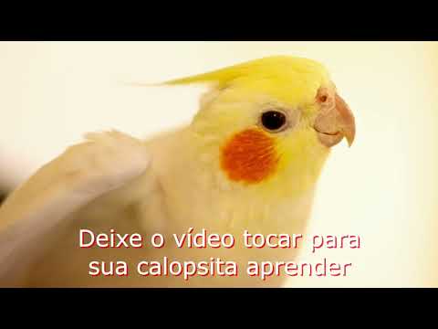 Calopsita Cantando Hino do Cruzeiro - [ASSOBIO CALOPSITA]