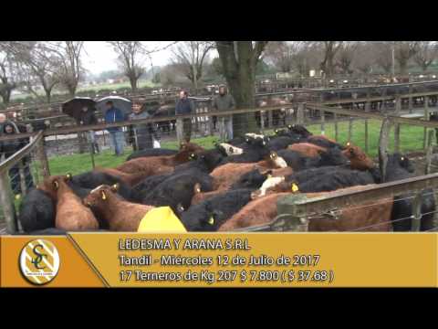 12-07-17  Venta de Machos - Ledesma y Arana - Tandil