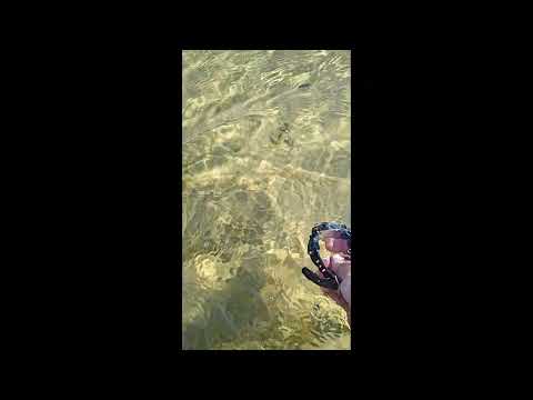 Müritz Flachwasser 19,8 °. 16.09.2023