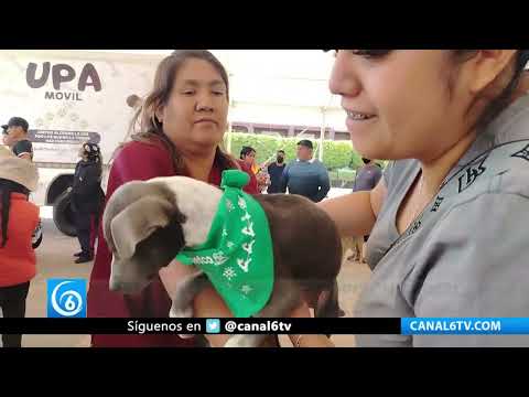 Video: Realizan jornada de adopción animal en Valle de Chalco