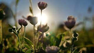 Download lagu Beautiful Tender Calm Evening Video, Sun Through Flowers, Background video, 4k,VJ Loop,Video Footage mp3 Download lagu Beautiful Tender Calm Evening Video, Sun Through Flowers, Background video, 4k,VJ Loop,Video Footage mp3