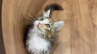 ノルウェージャンフォレストキャットの動画01
