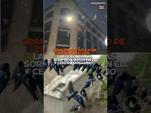 Las golondrinas sorprendieron en el centro de Rosario