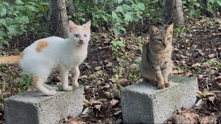 Walking around with cats🐈🥰|| I go for a walk with my cute cats😻|| Cats story✨